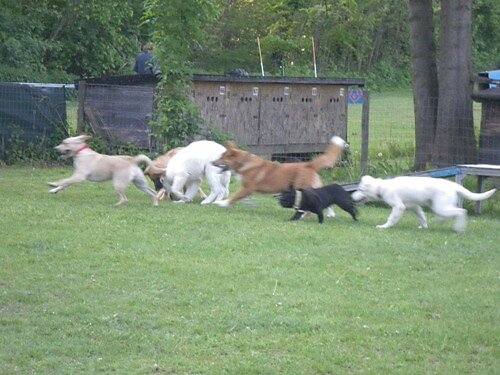 Welpenkurs im Frühjahr 2011